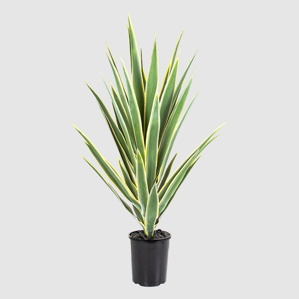 Yucca Head Variegated 78cm