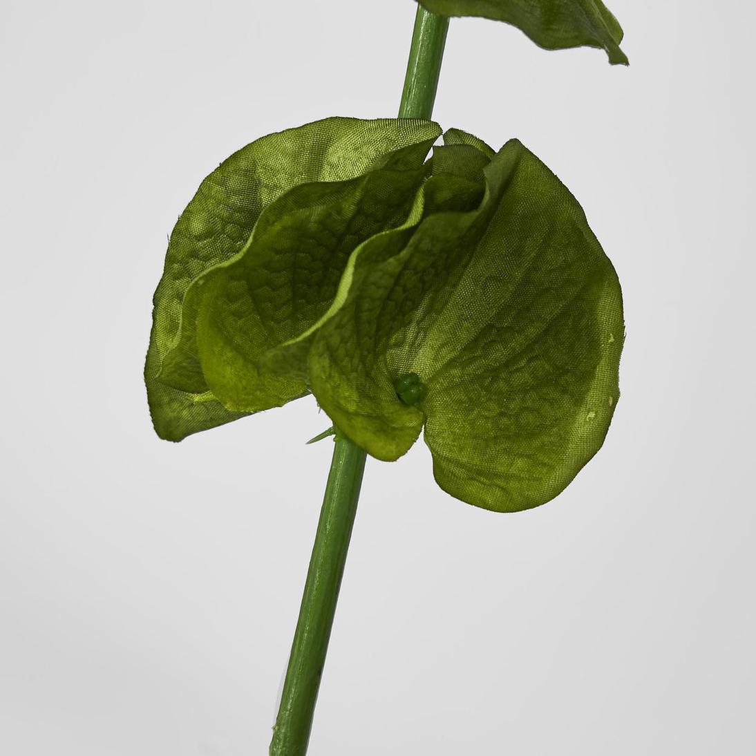 Bells-of-Ireland Stem