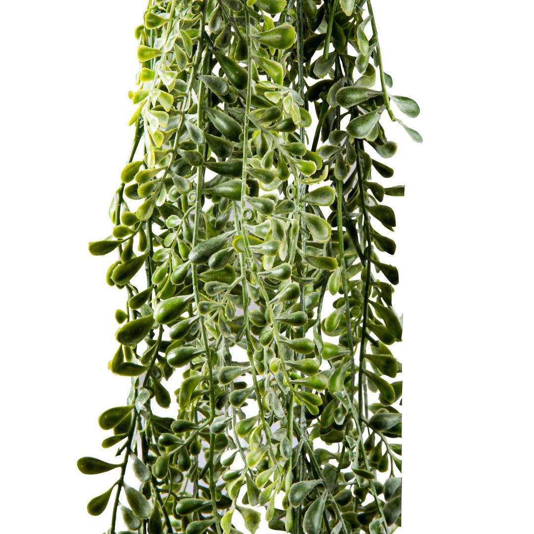 Wild Hanging Vetch Bush 1.6m