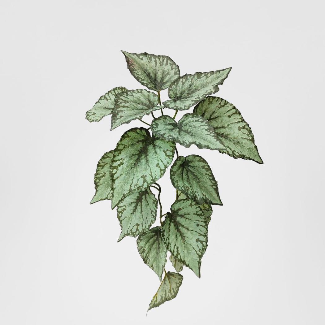 Hanging Caladium Bush 65cm