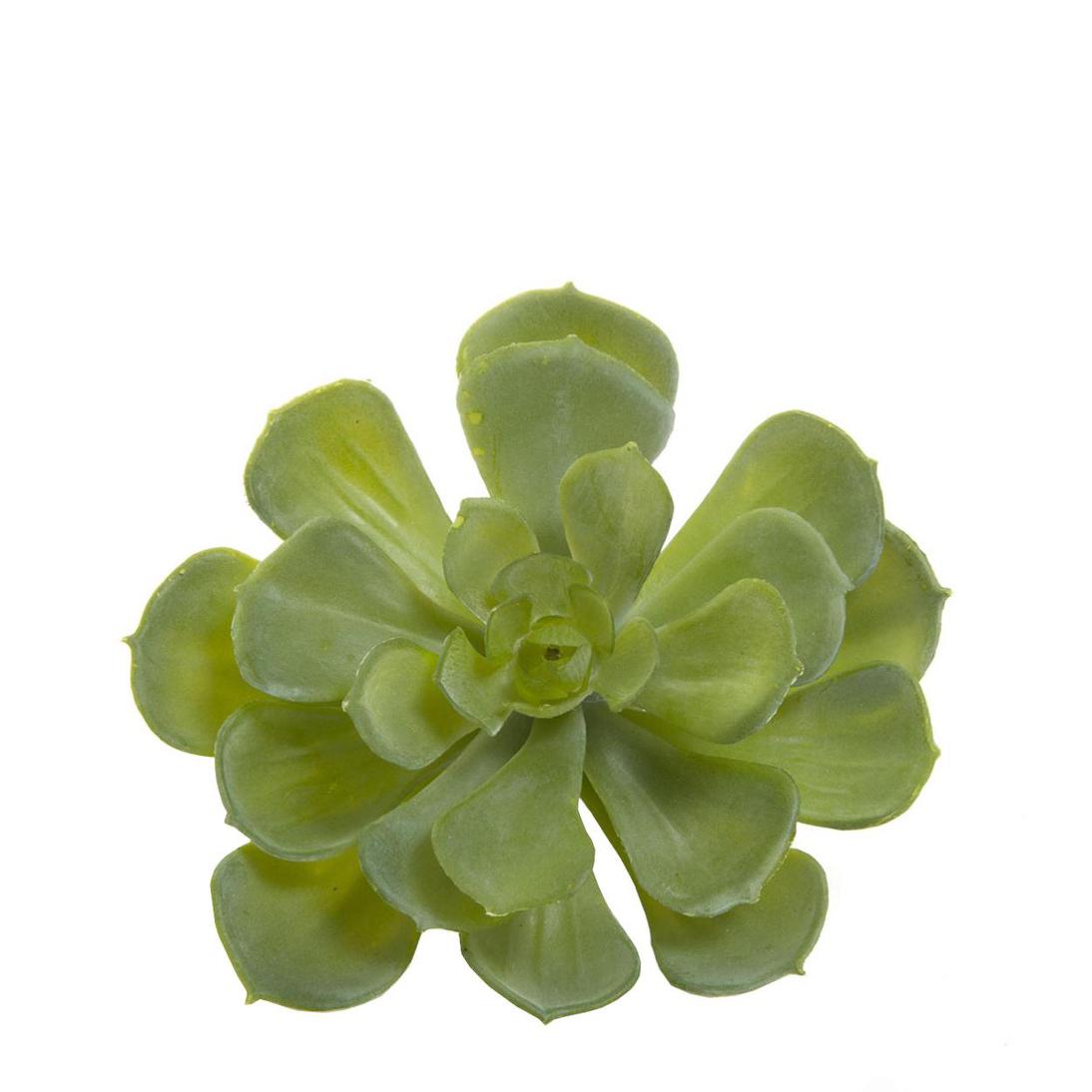 Echeveria succulent 10cm Green 6 pcs