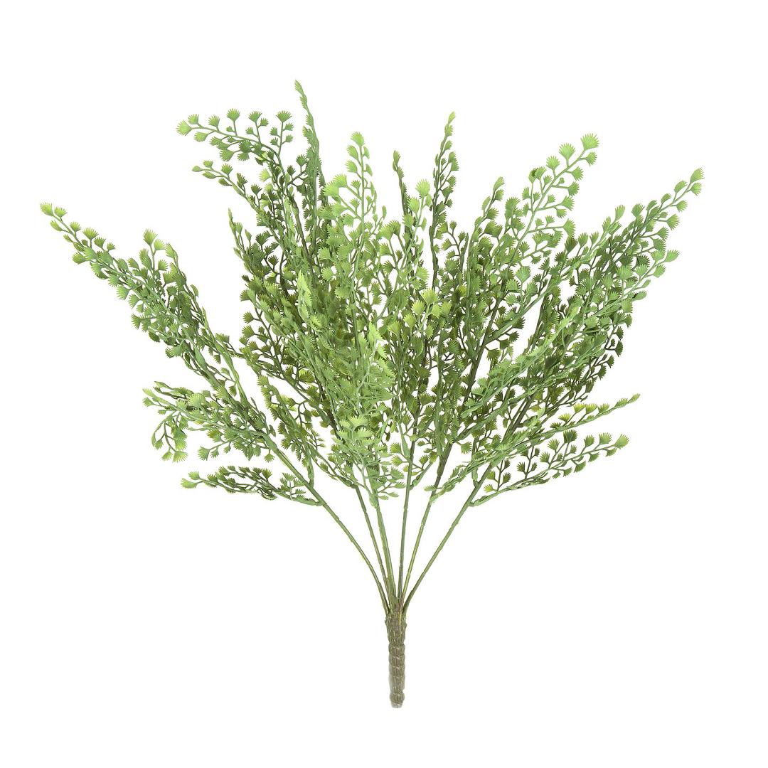 Fern Maiden Hair 6 pcs