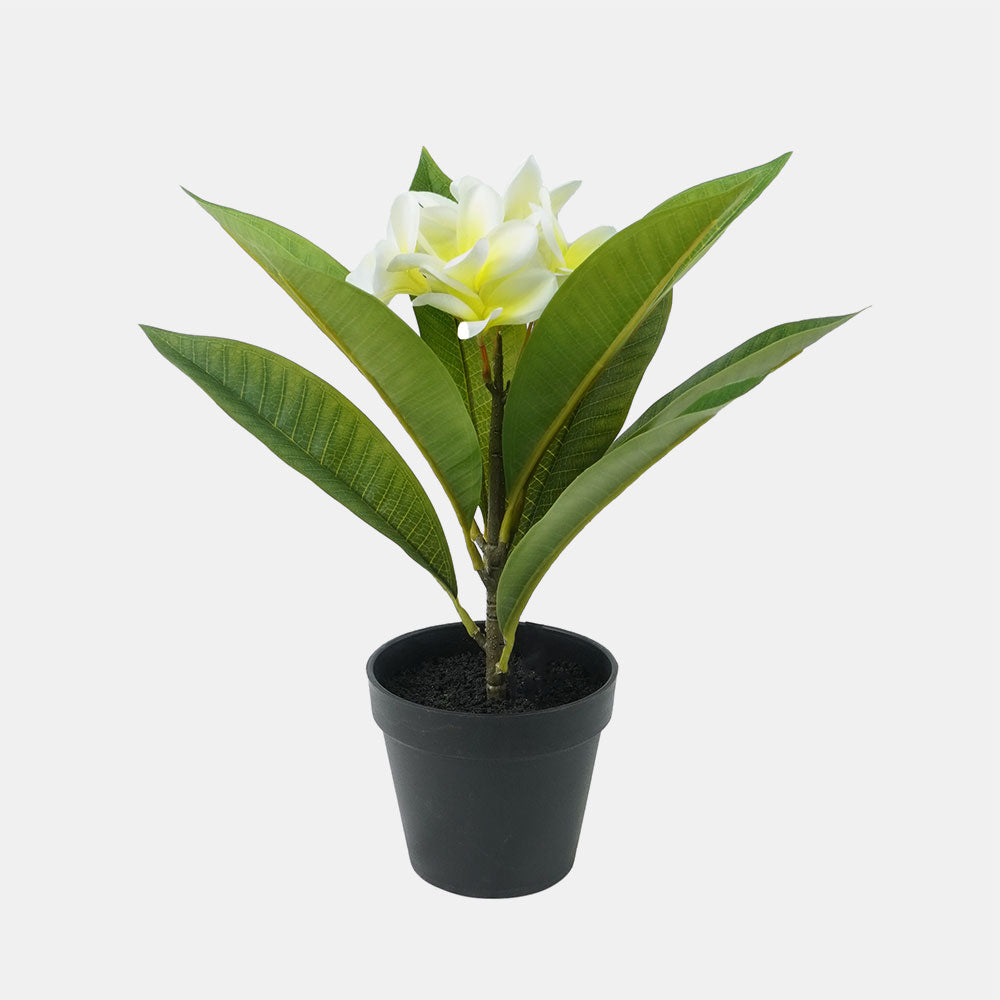 Frangipani Potted White 34cm