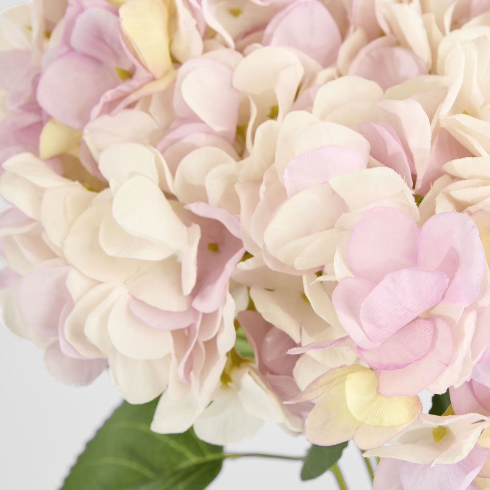 Hydrangea Yasmin Bunch Pink
