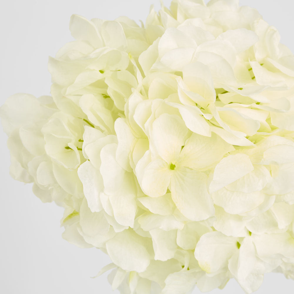 Hydrangea Ball Head Stem 48cm White