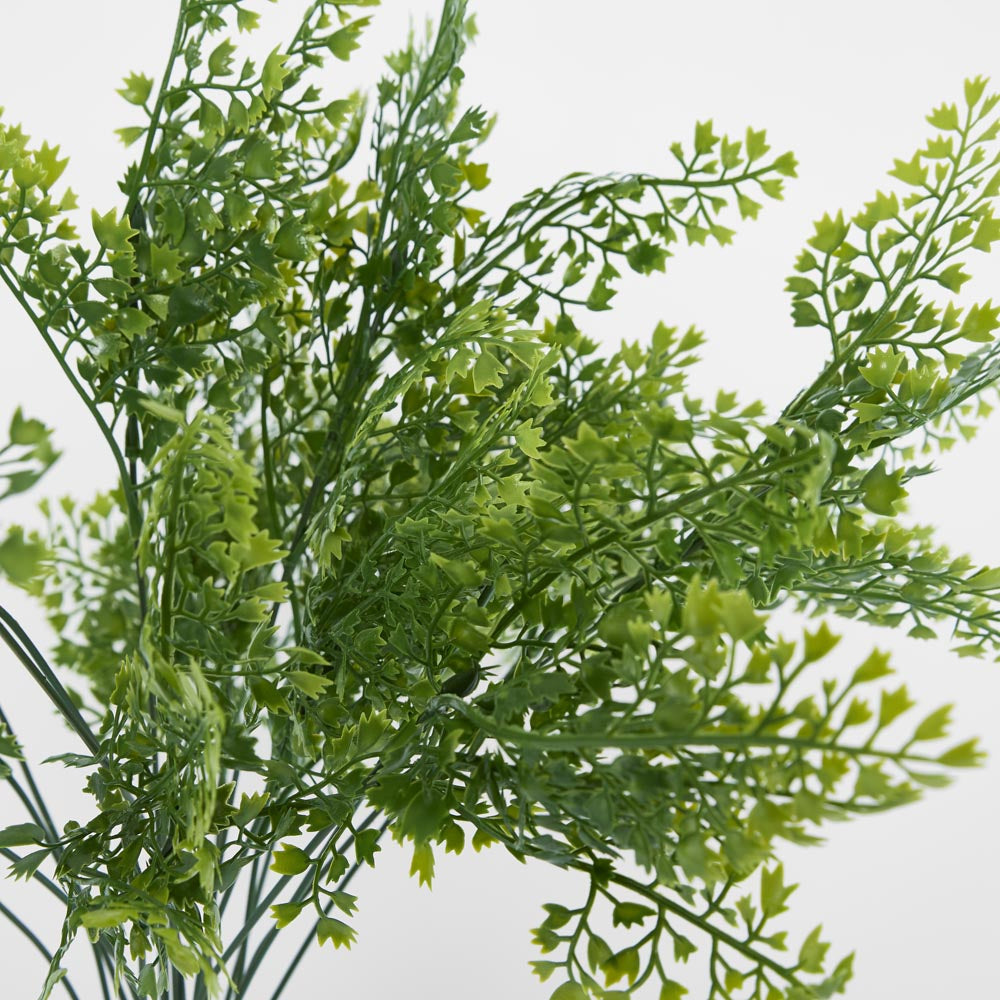 Maidenhair Fern Bush 3 pcs