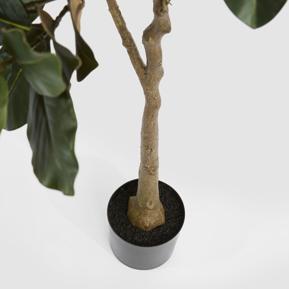 Magnolia Tree Potted 160cm
