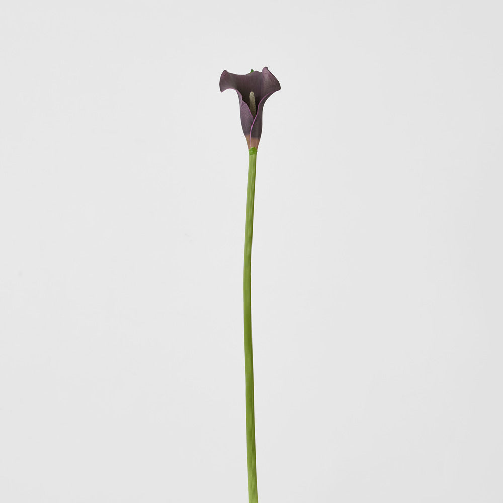 Calla Lily Purple 12 pcs