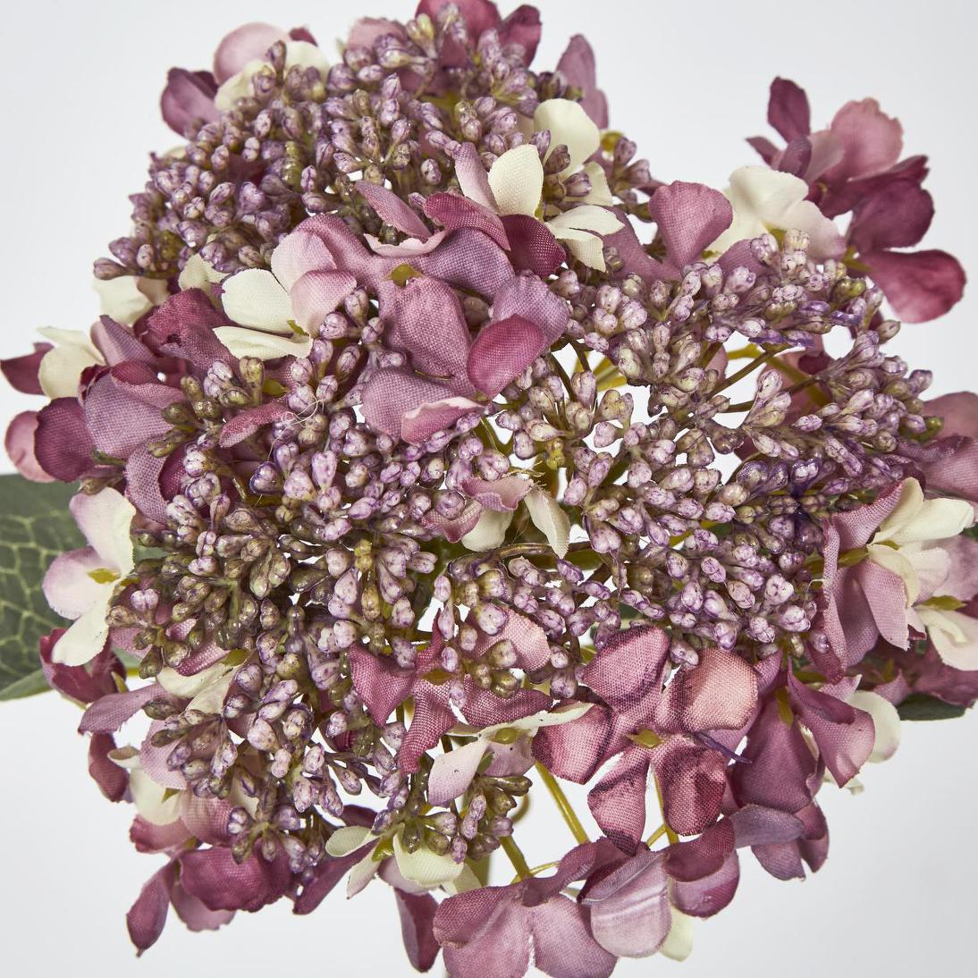 Lace Cap Hydrangea Purple 6 pcs