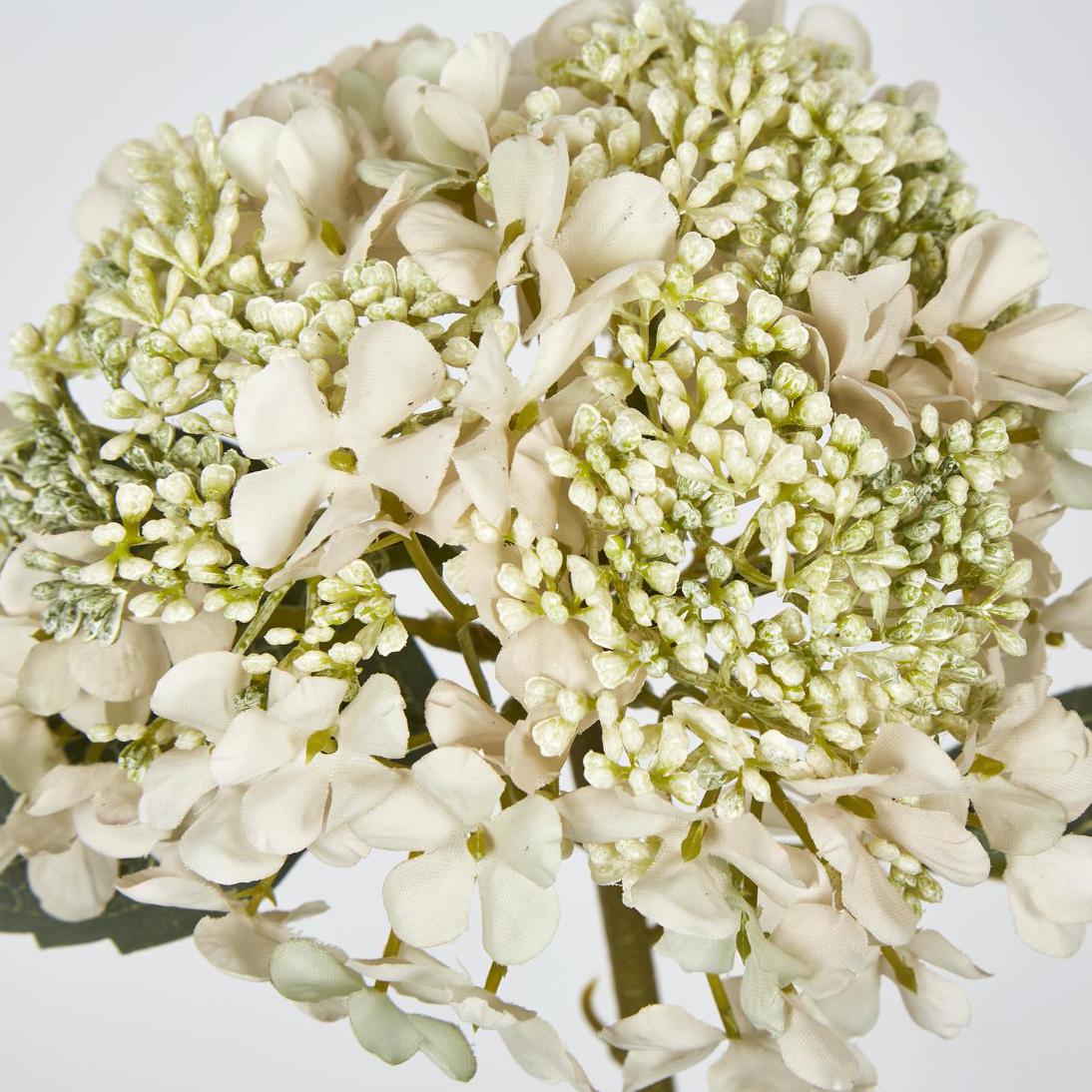 Lace Cap Hydrangea White 6 pcs