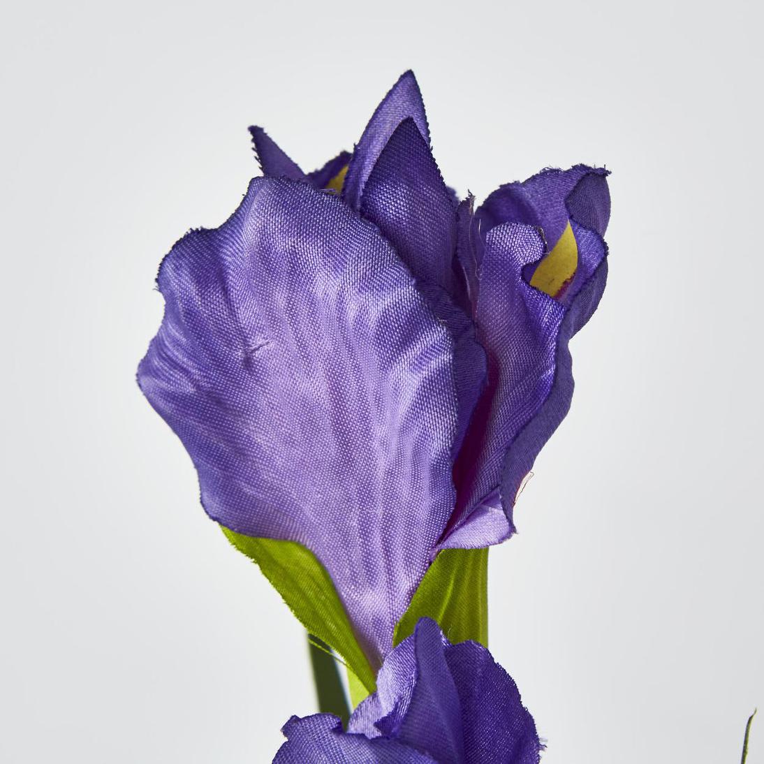Iris Purple 6 pcs