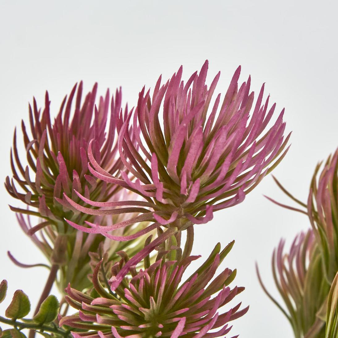 Thistle Bush x 5 Dark Pink 6 pcs