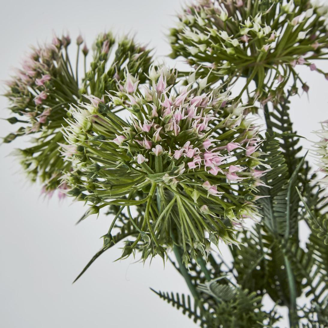 Wild Dandelion Bush x 7 Light Pink 15 pcs