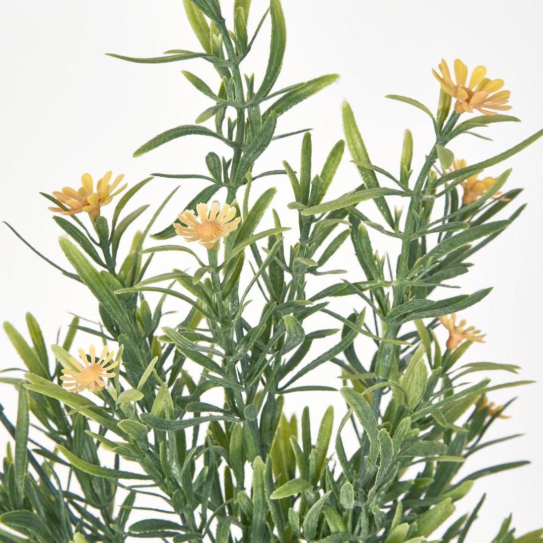Wild Daisy Bush Yellow 12 pcs