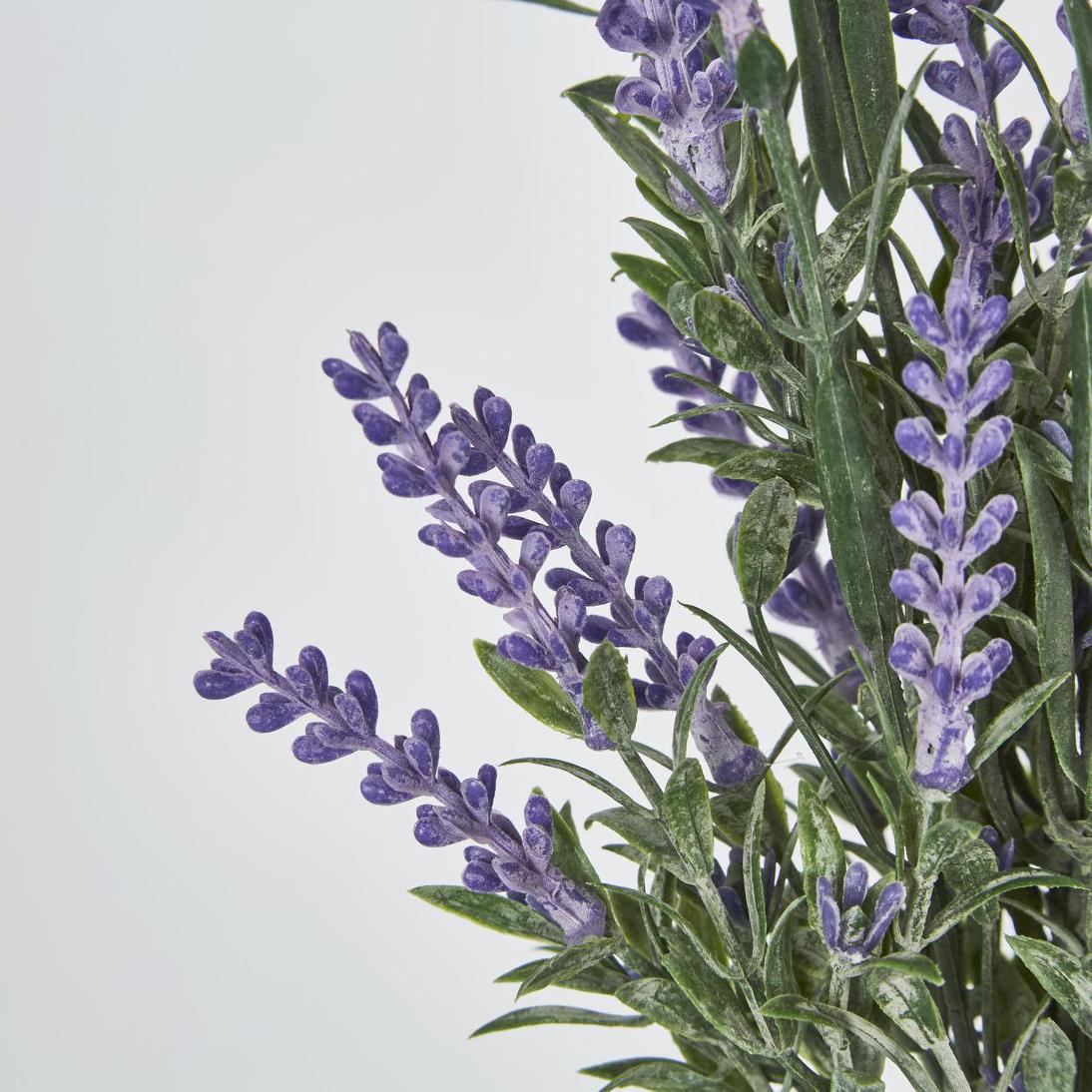 Lavender Bush Dark Purple 12 pcs