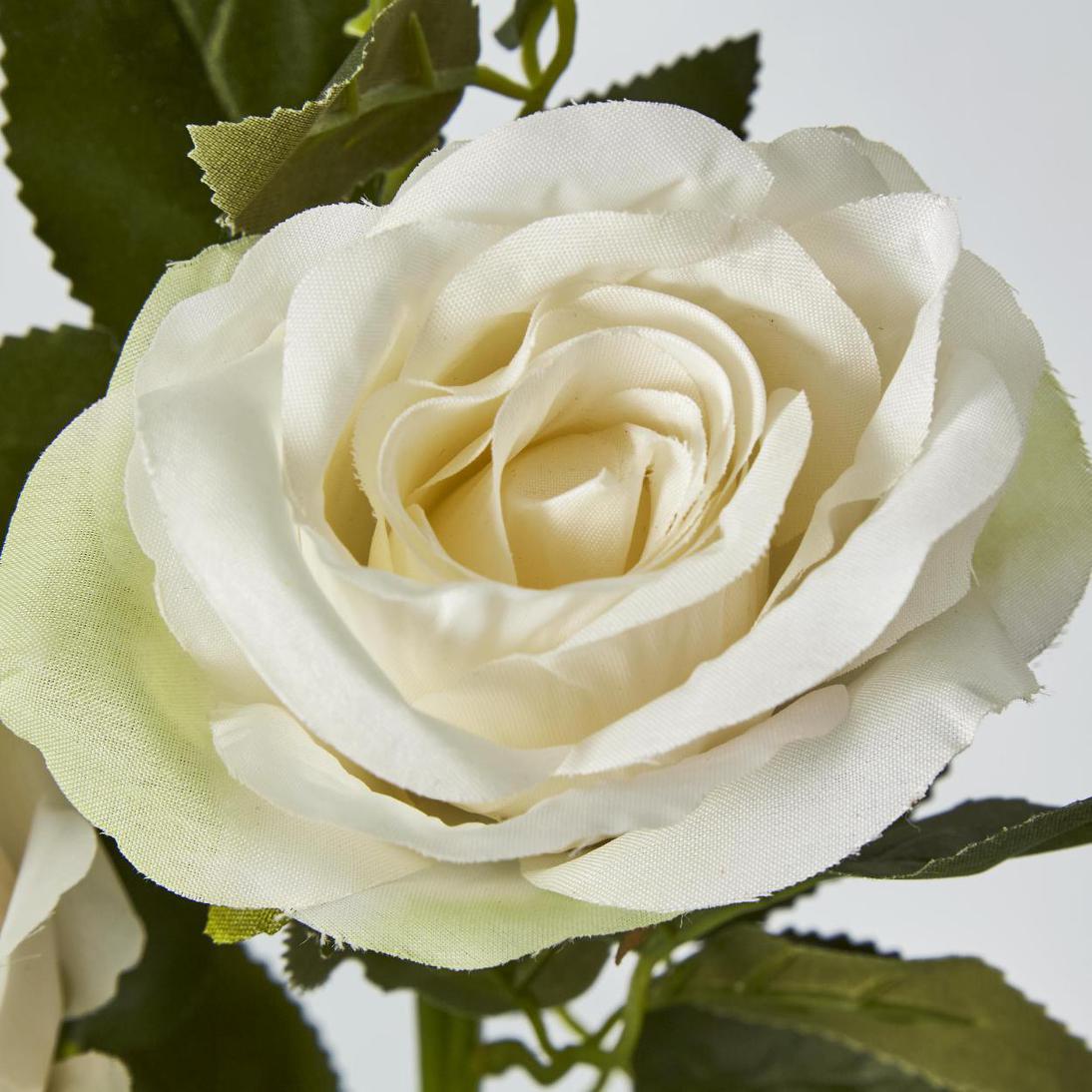 Rose Spray Cream 6 pcs