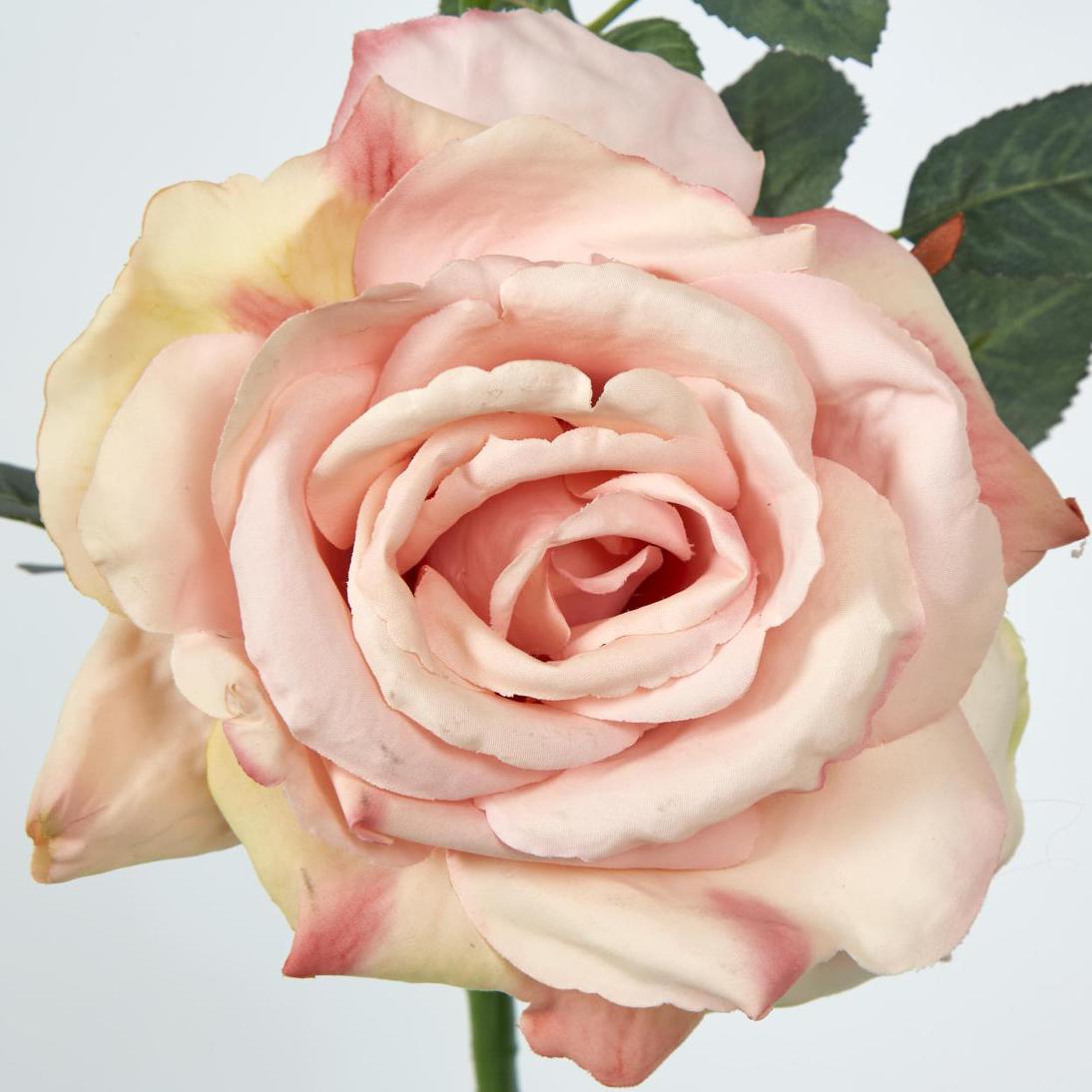 Queen Rose 35cm Blush Pink 6 pcs