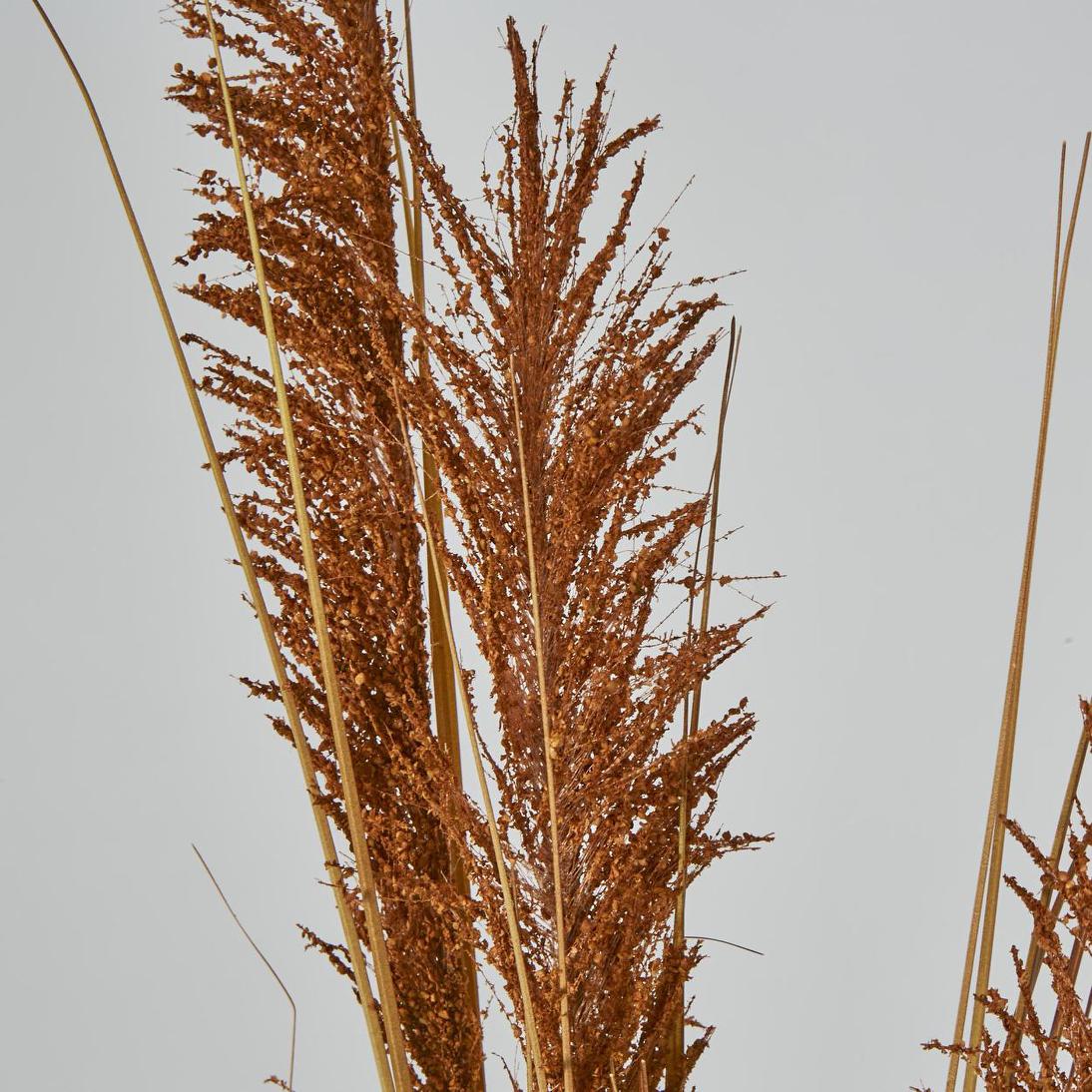 Pampas Grass Spray Brown 12 pcs