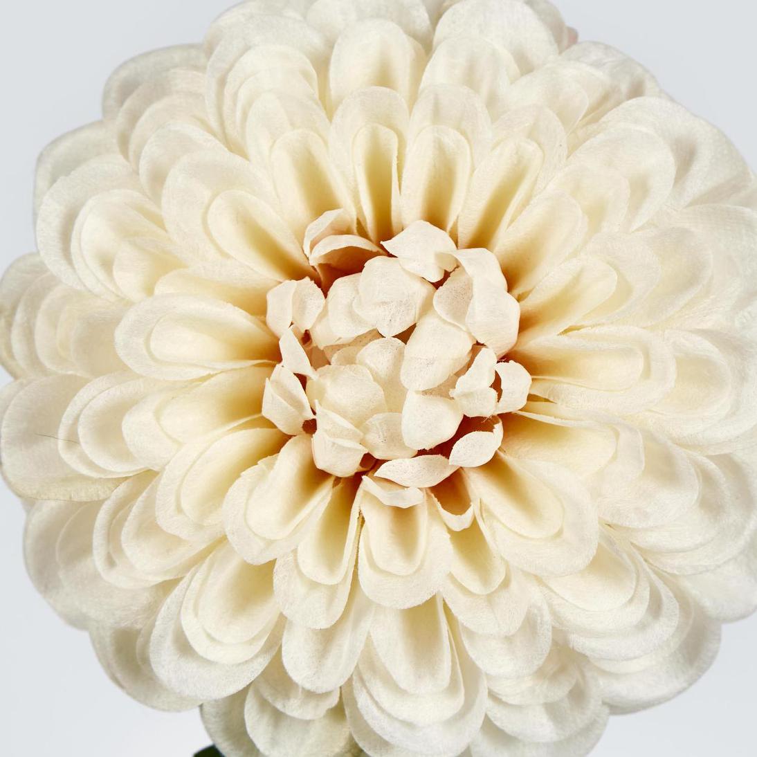Single Ball Dahlia 74cm Cream 6 pcs