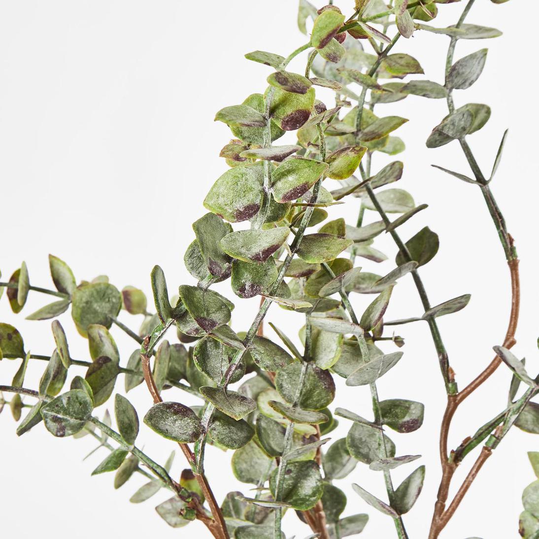 Eucalyptus Bundle 4pce 24 pcs