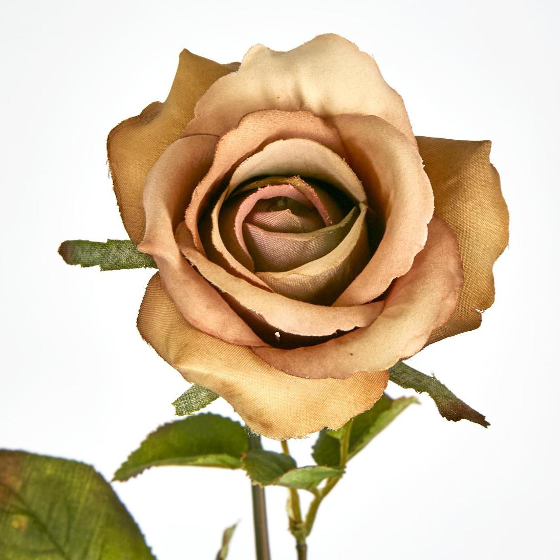 Long Stem Rose Cappuccino 12 pcs
