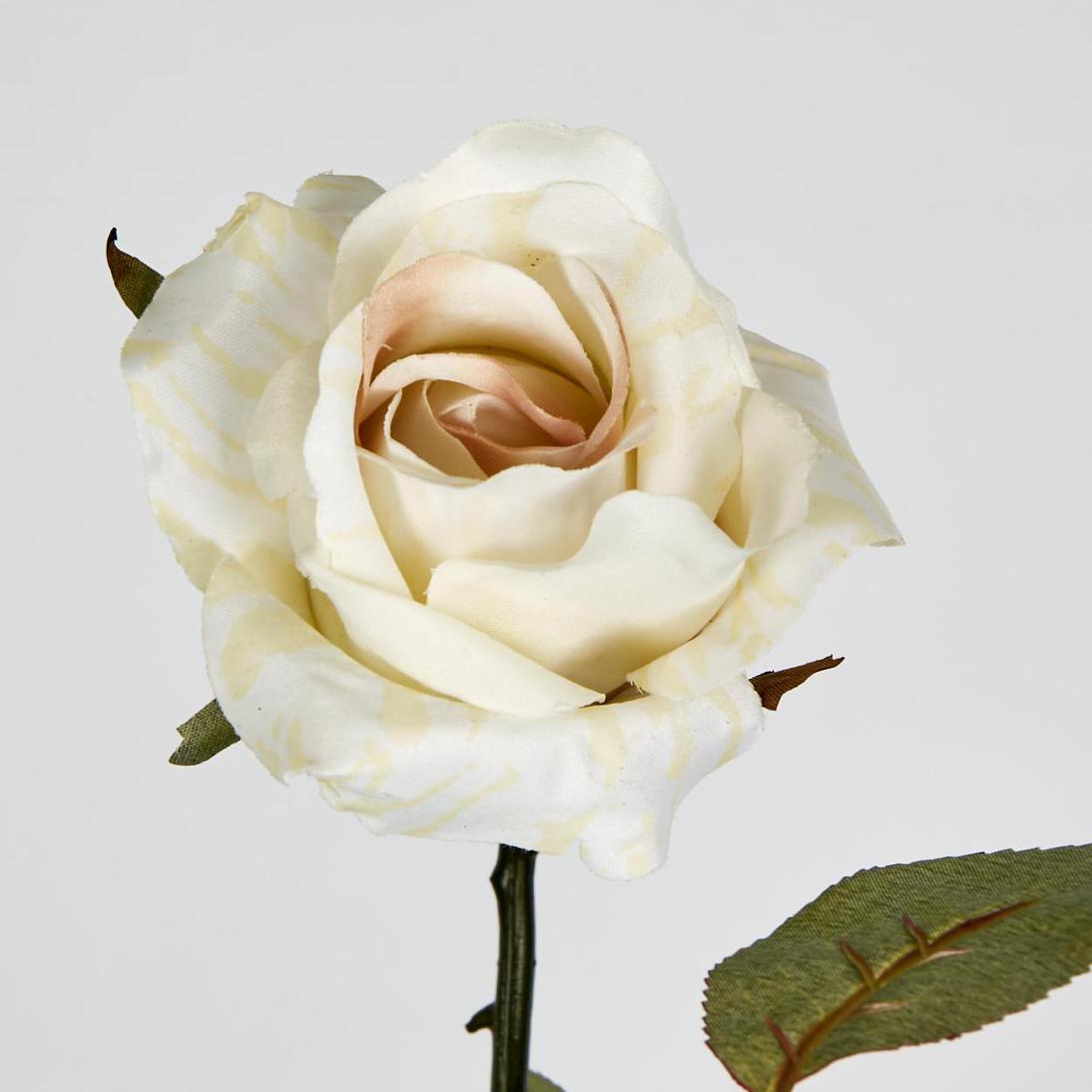 Long Stem Rose Cream 12 pcs