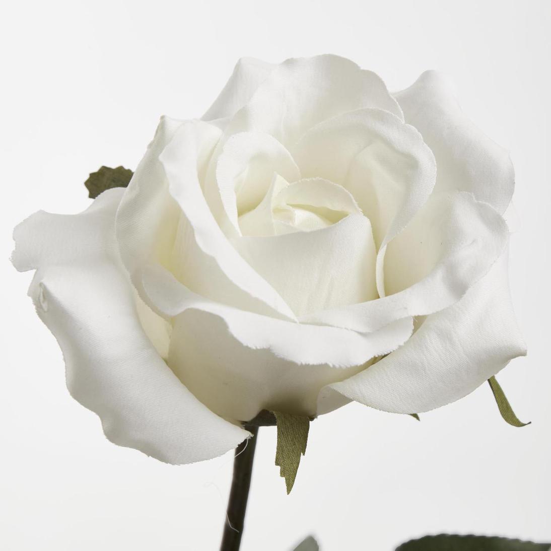 Long Stem Rose White 12 pcs