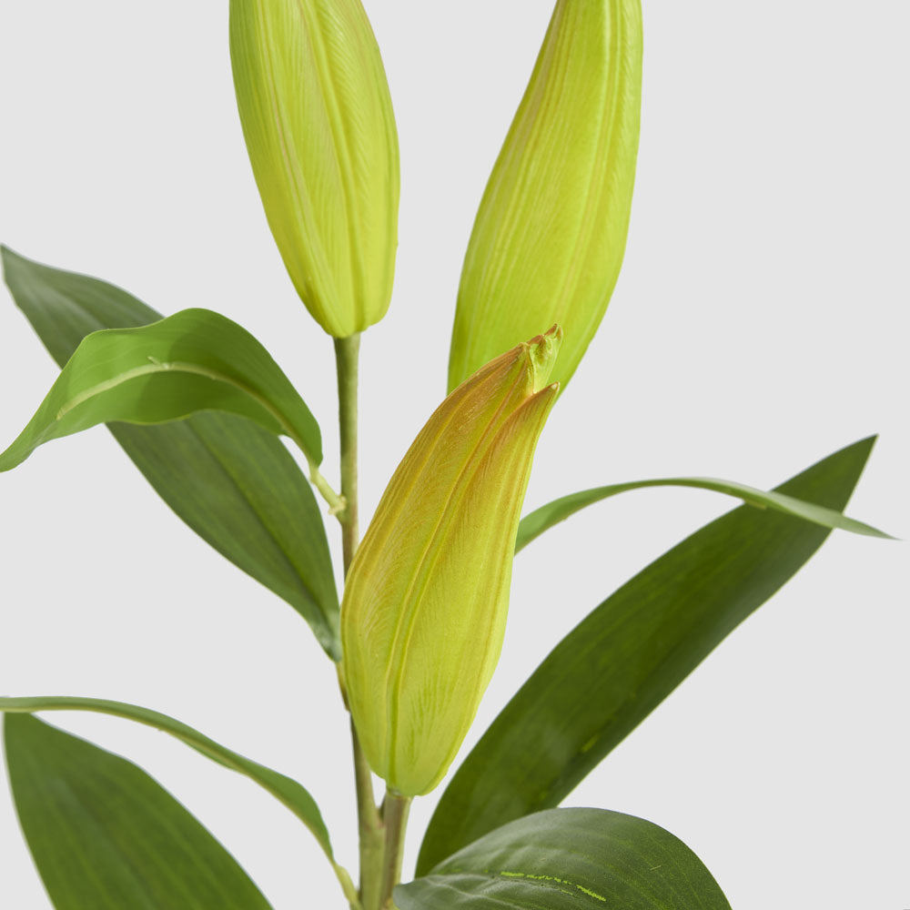 Lily Bud Stem