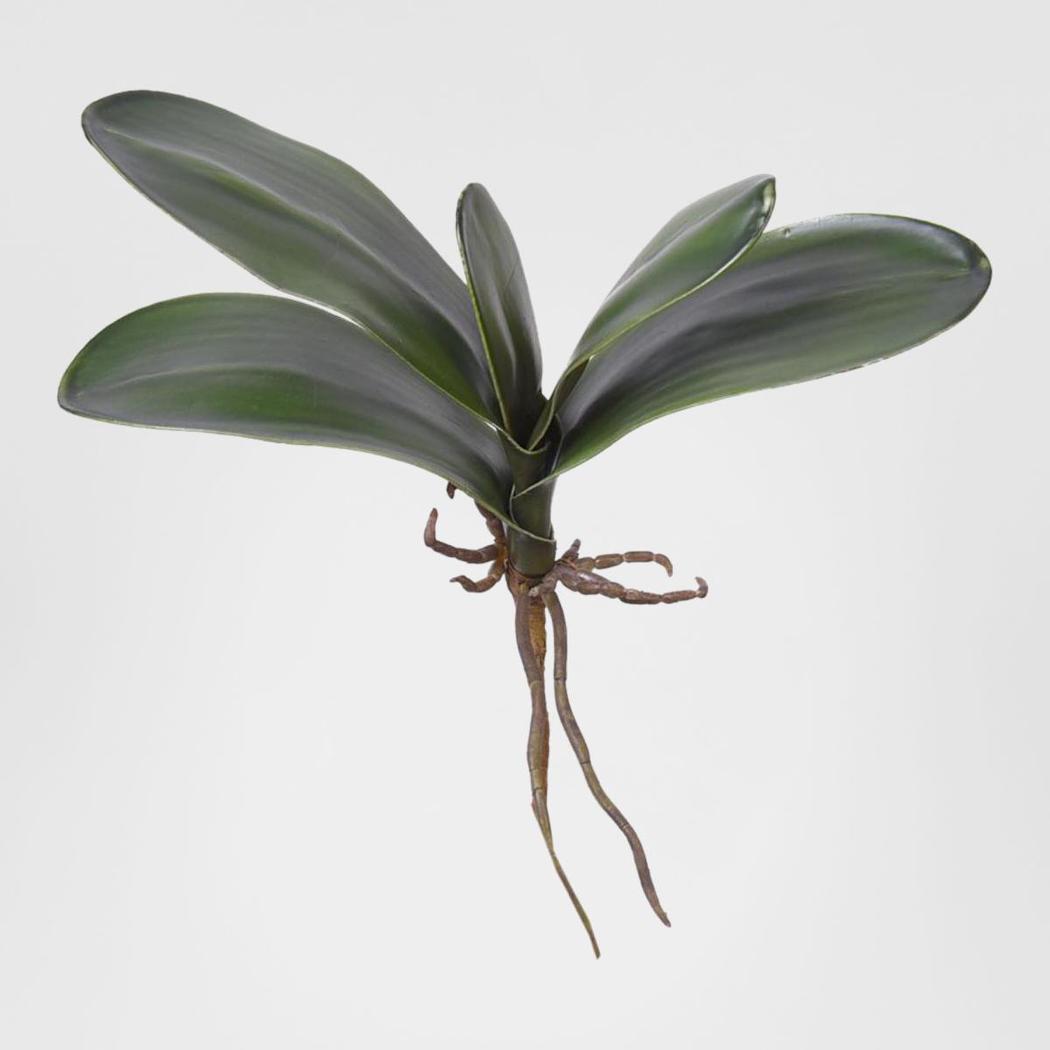 Phalaenopsis Orchid Leaf Green 22cm 6 pcs