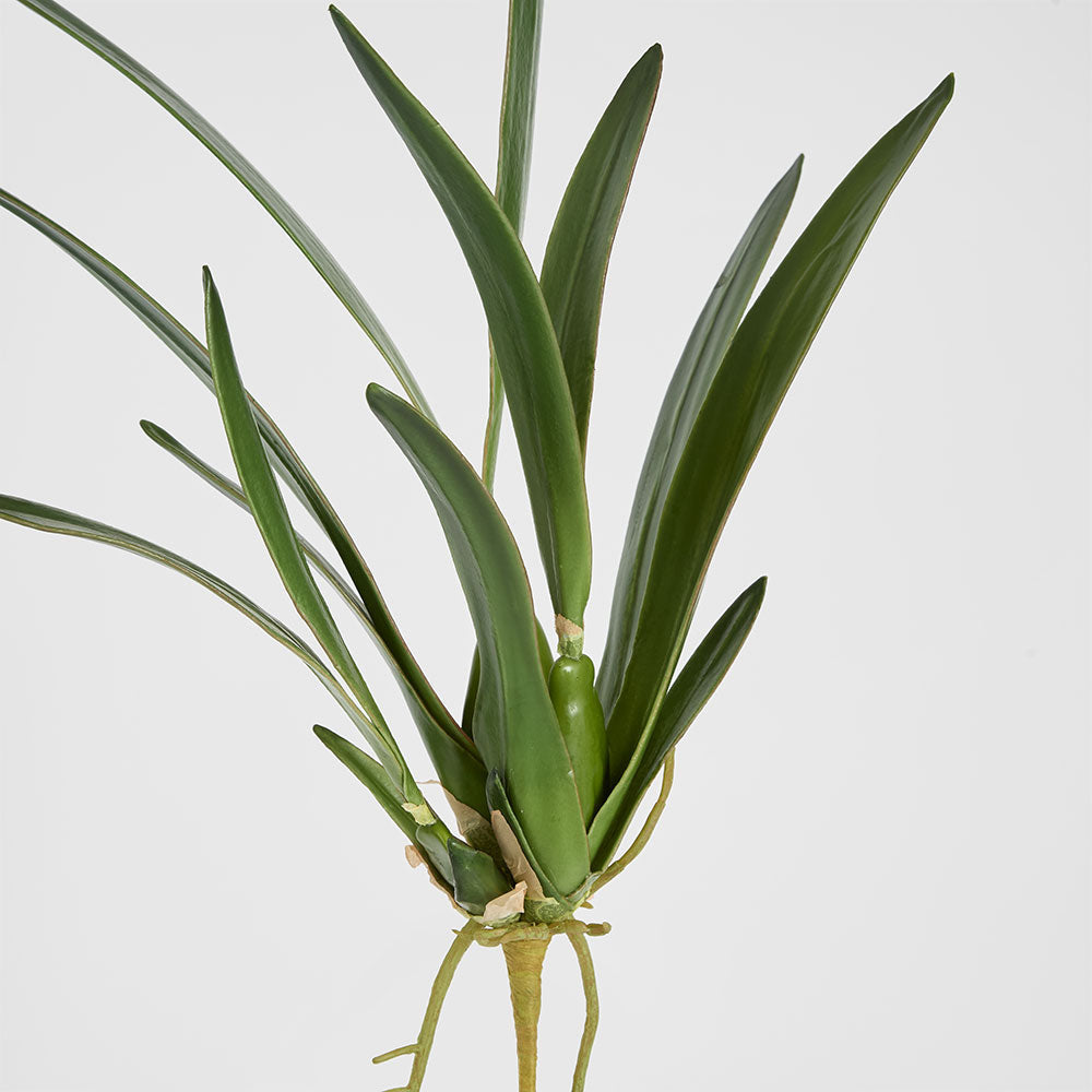Spider Orchid Leaf W/Roots 65cm Green
