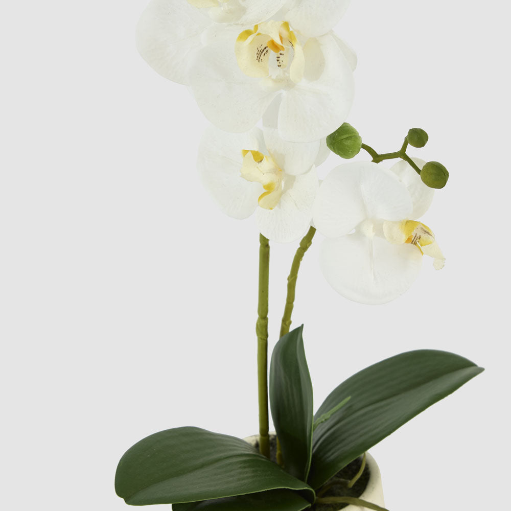 Real Touch Phalaenopsis Arrangement in Zara Pot 46cm
