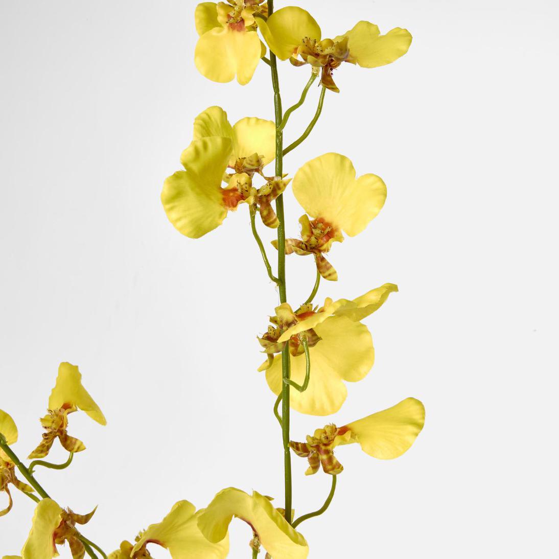 Lilly Dancing Orchid 98cm Yellow