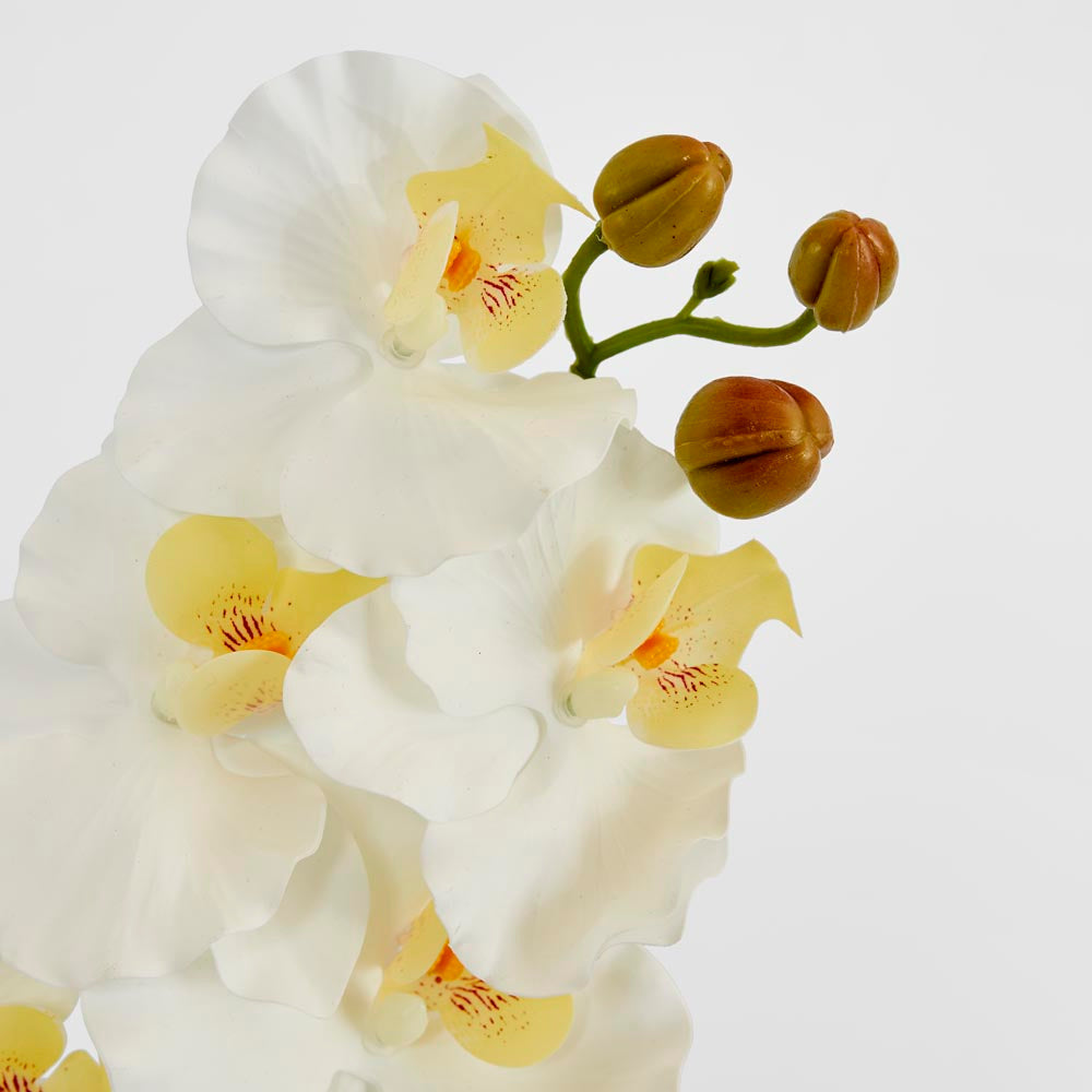 Ripple Phalaenopsis Stem White