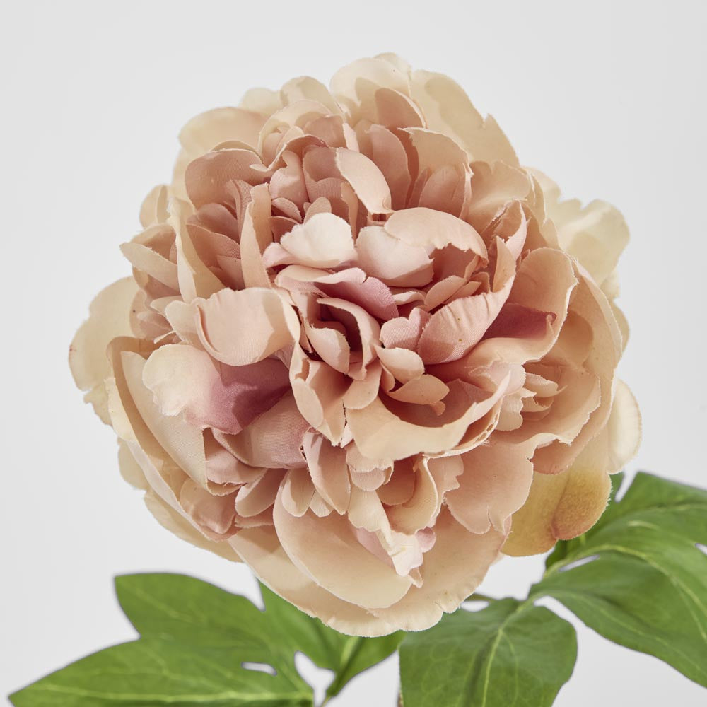 Dried Look Peony Stem 61cm Blush 6 pcs