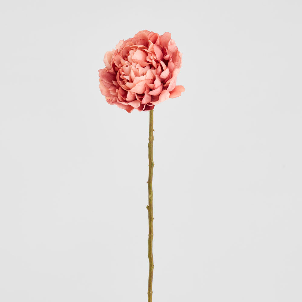 Peony Dark Pink 64cm 12 pcs