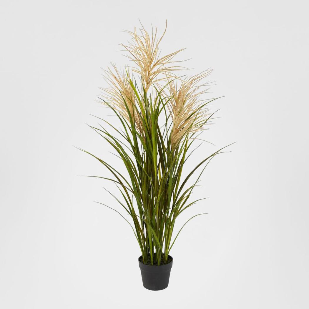 Pampas Grasses in Black Pot