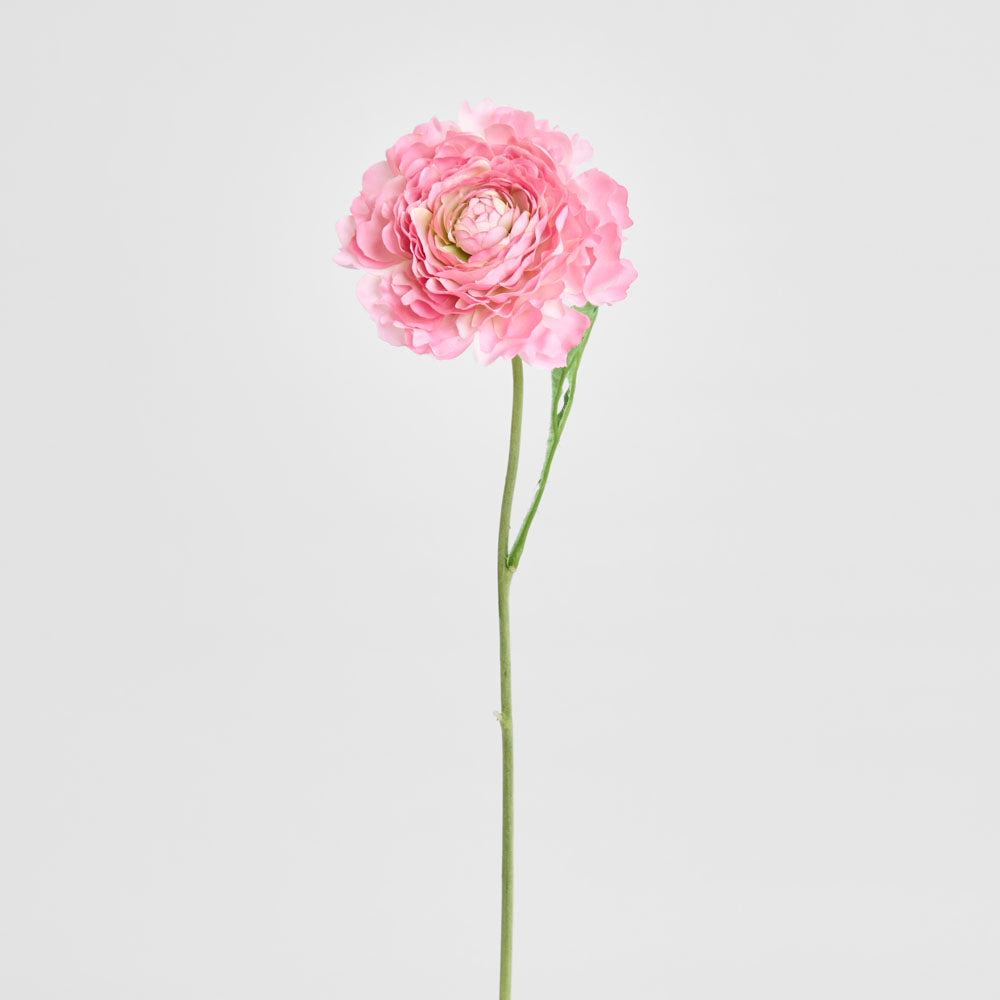 Ranunculus Stem 56cm Pink 6 pcs
