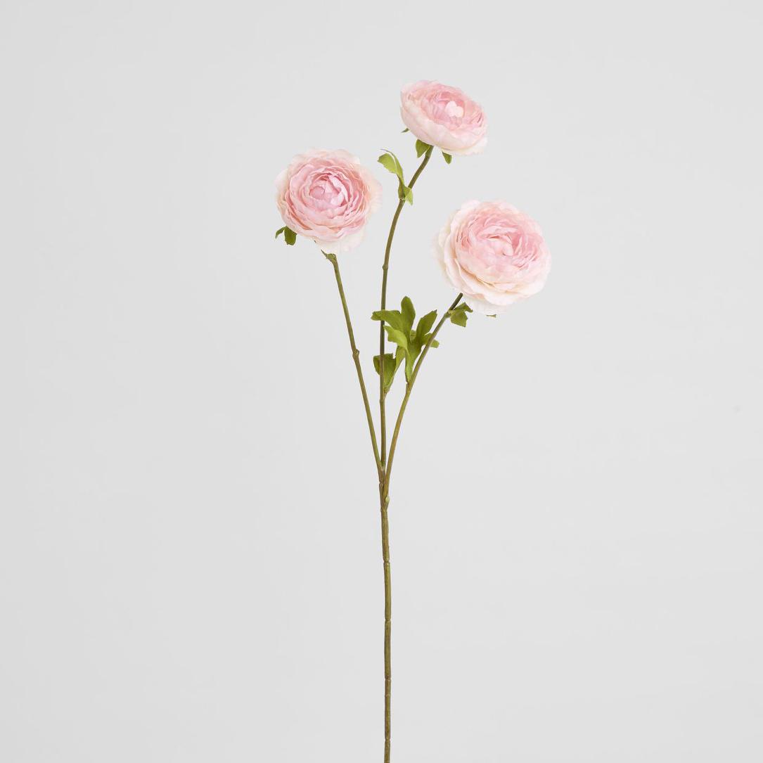 Ranunculus Pink 60cm 12 pcs