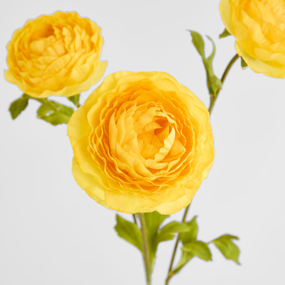 Ranunculus Yellow 60cm 12 pcs