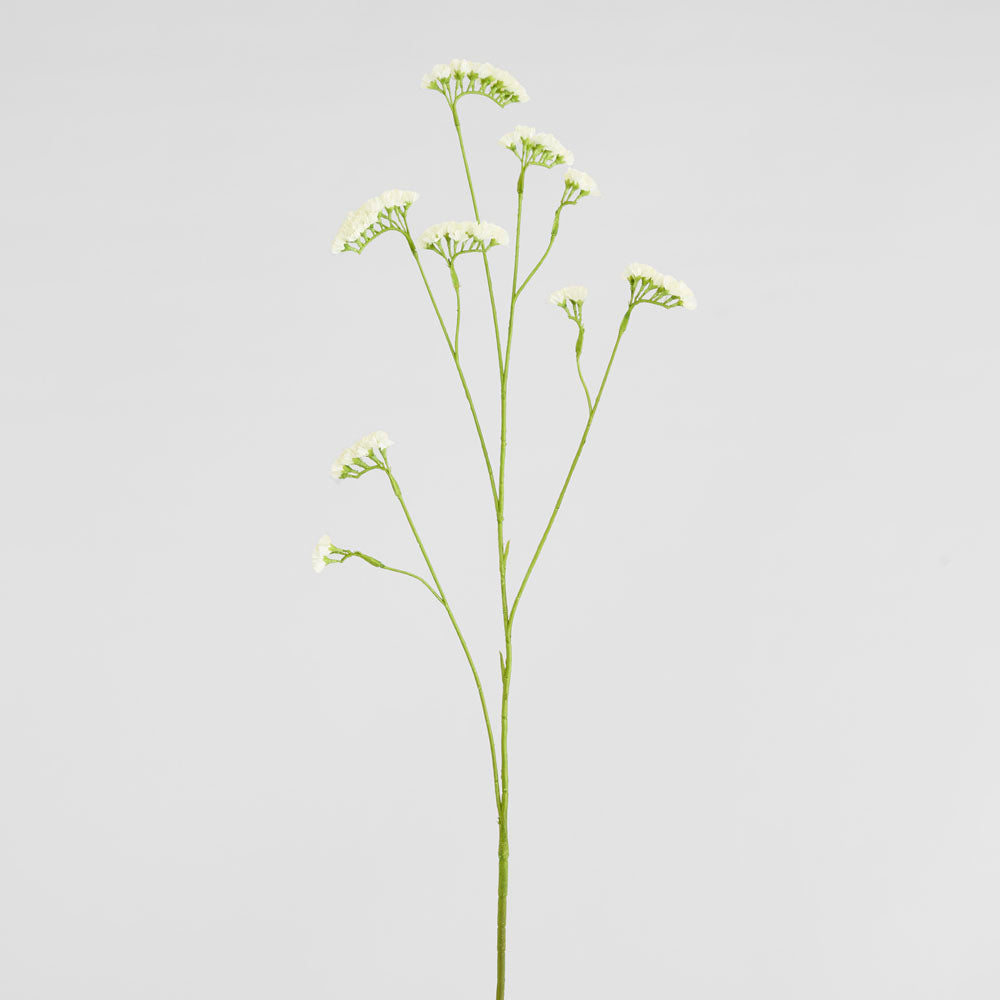Rosemary White 92cm