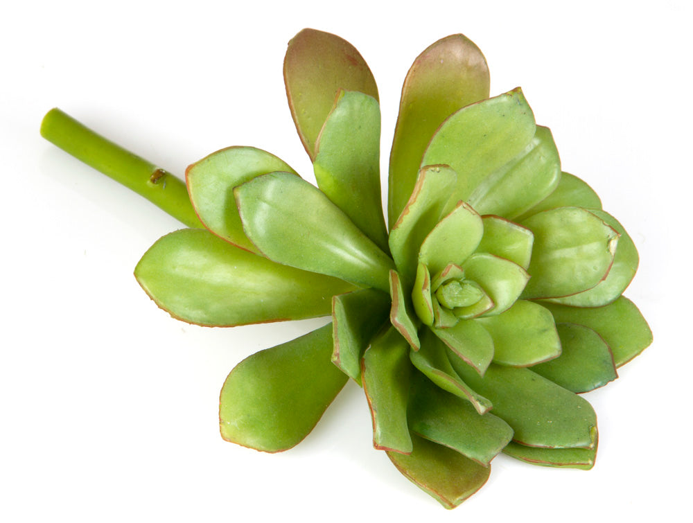 Succulent 19cm Light Green 6 pcs