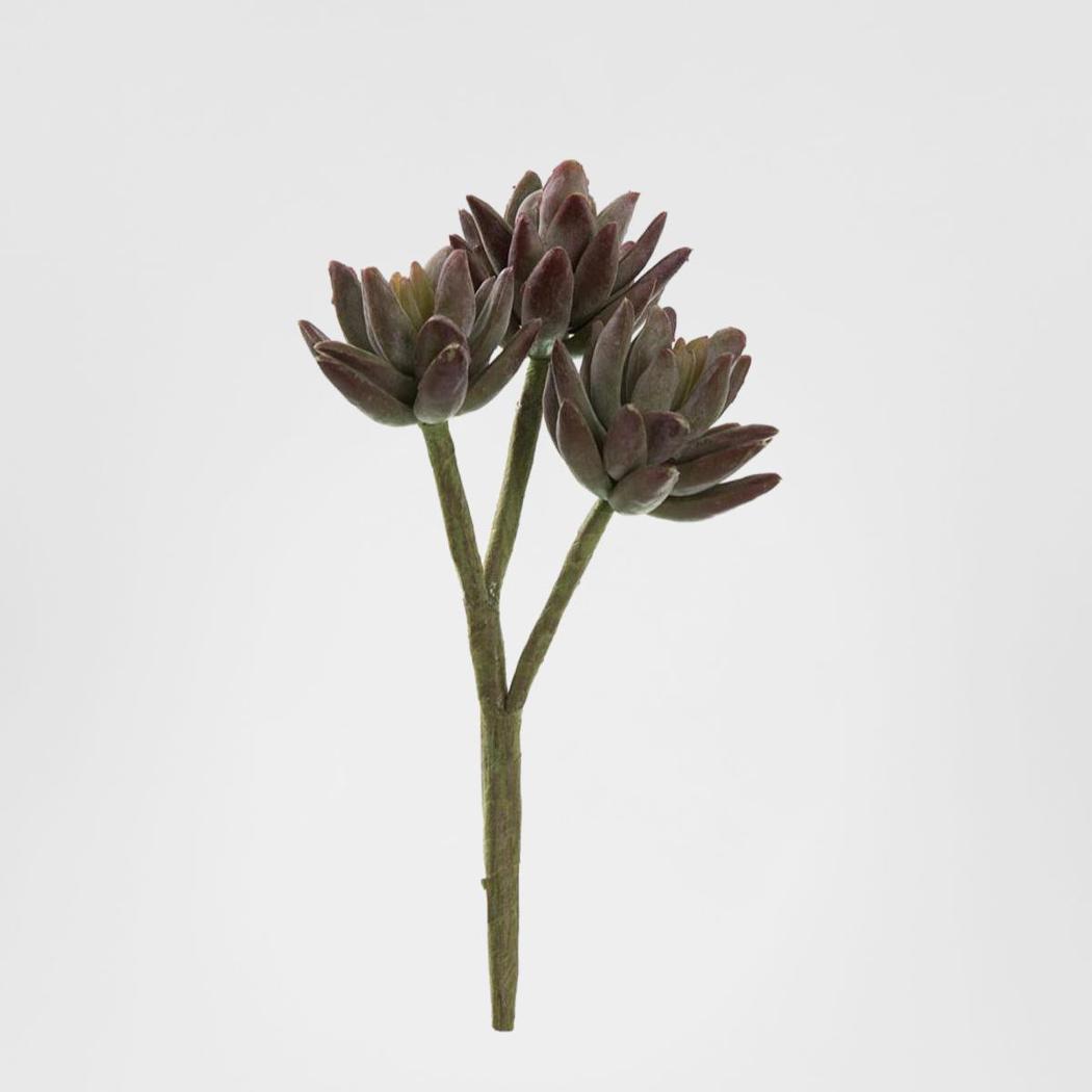 Agave succulent Stem 20cm Burgundy 6 pcs