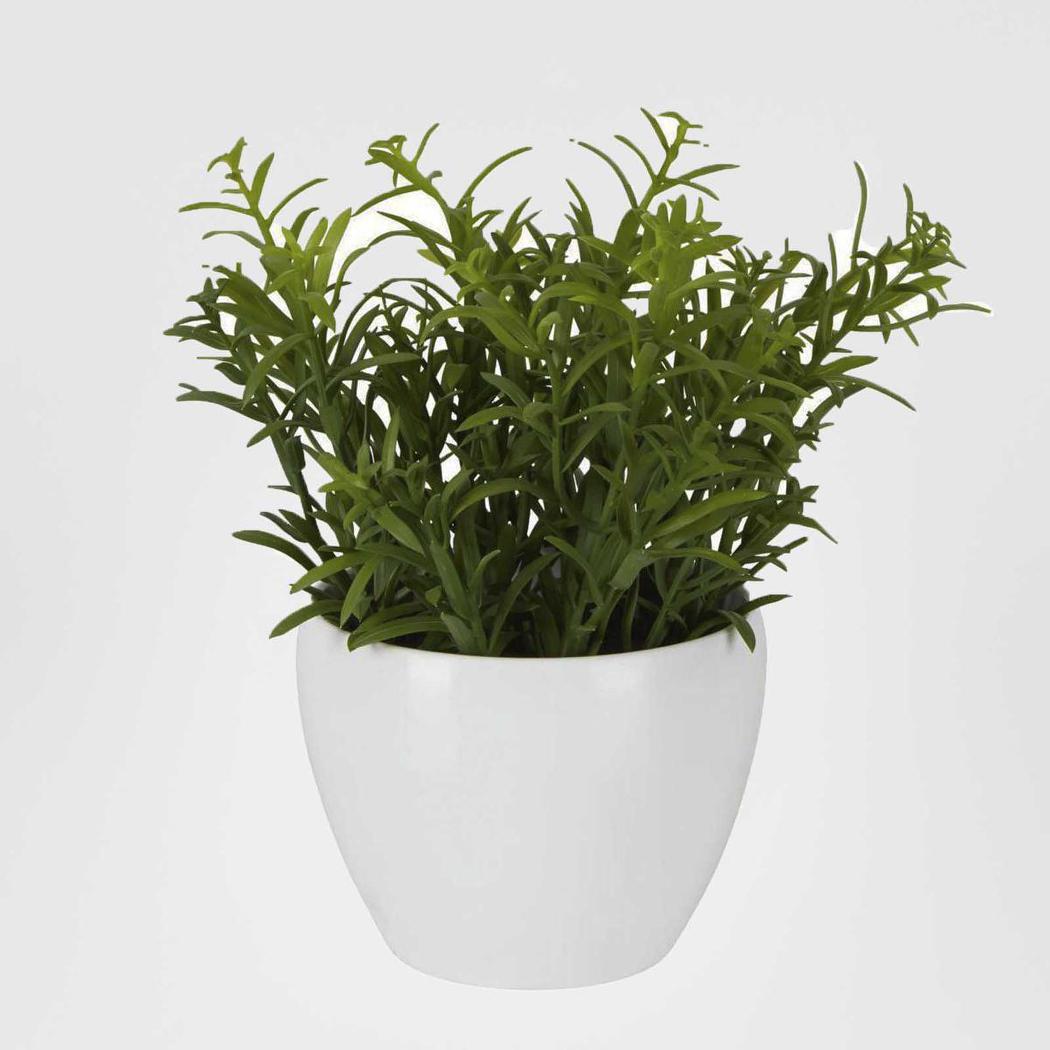 Sedum In Melamine Pot