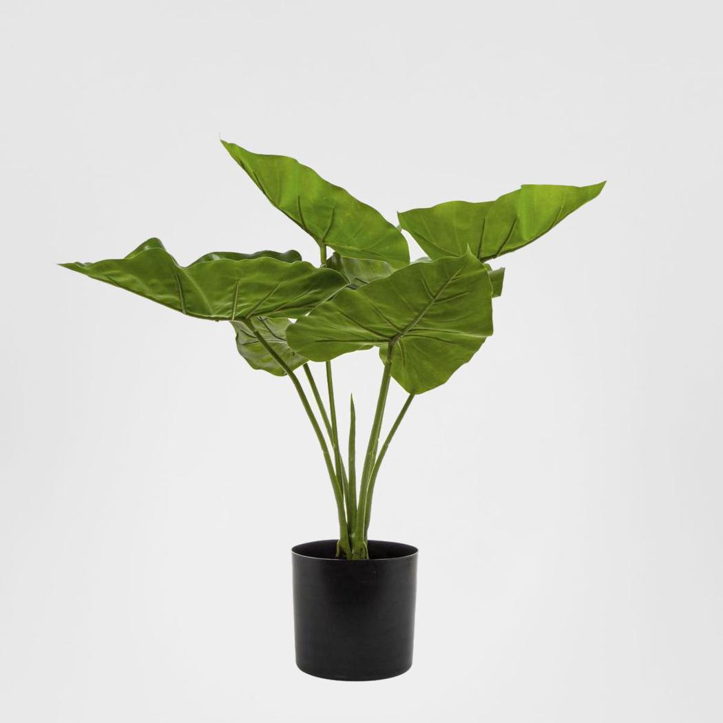 Sweet Taro Real Touch Leaf In Black Plastic Pot