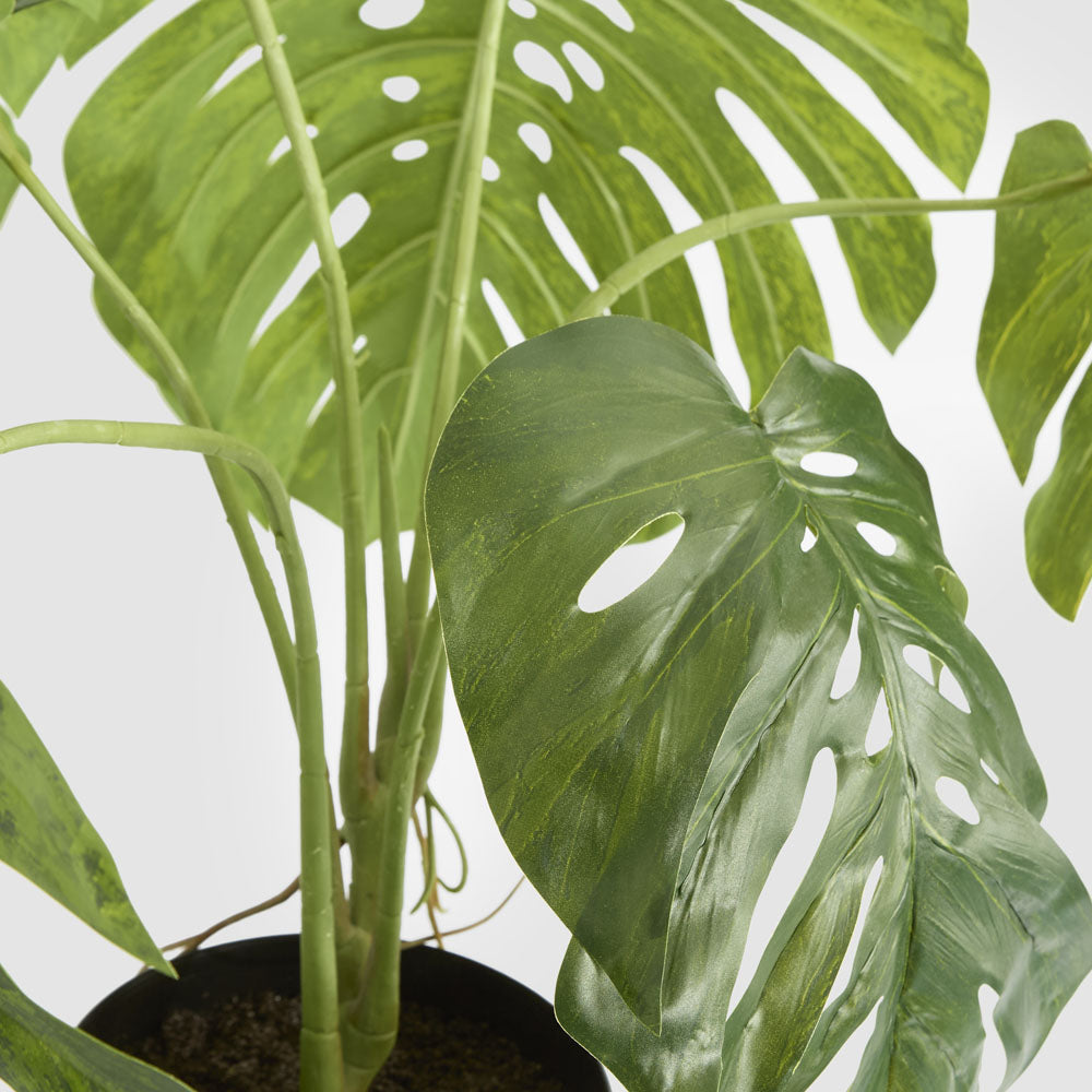 Monstera Variegated Plant