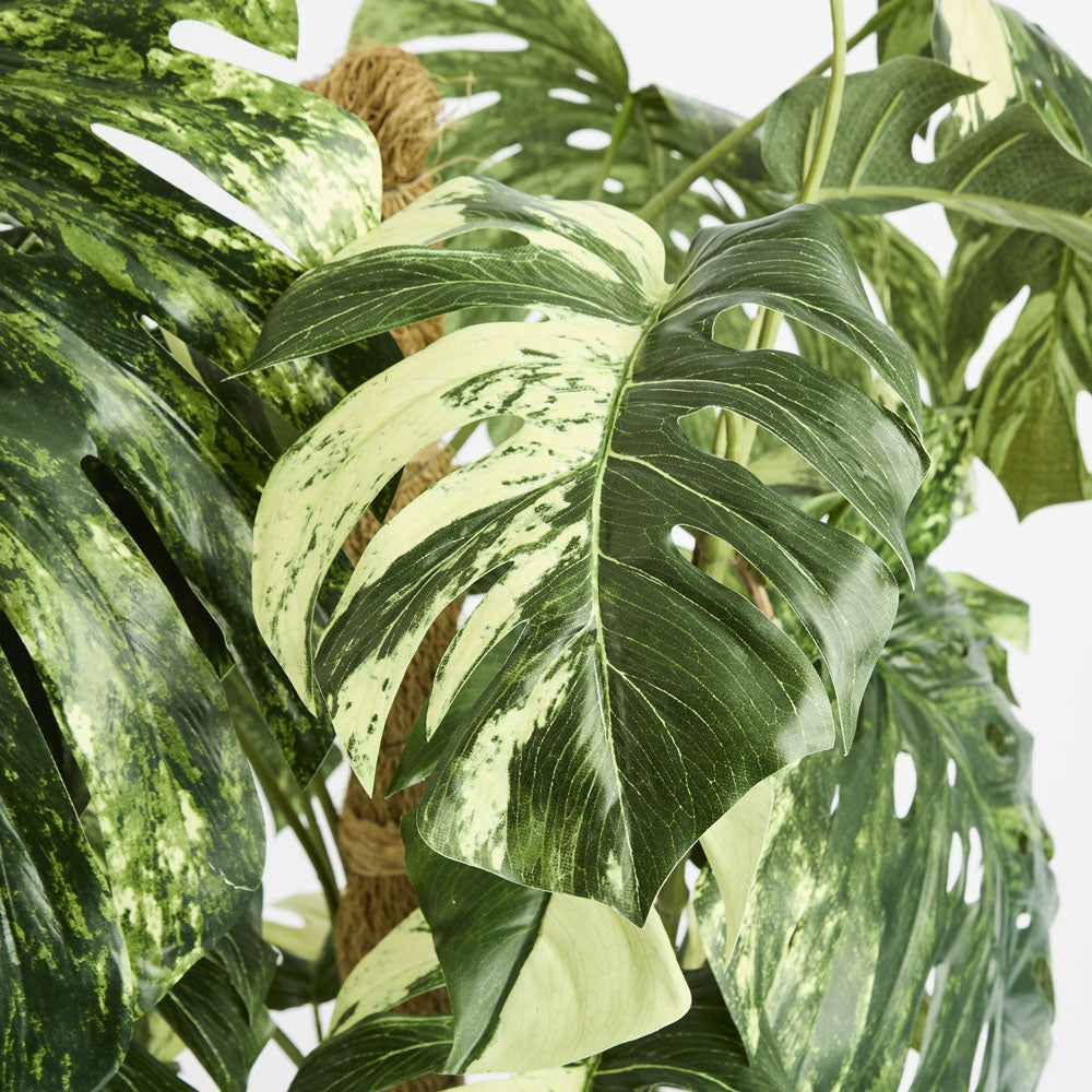 Monstera Variegated Tree