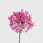 Allium Flower Stem 74cm Fuchsia