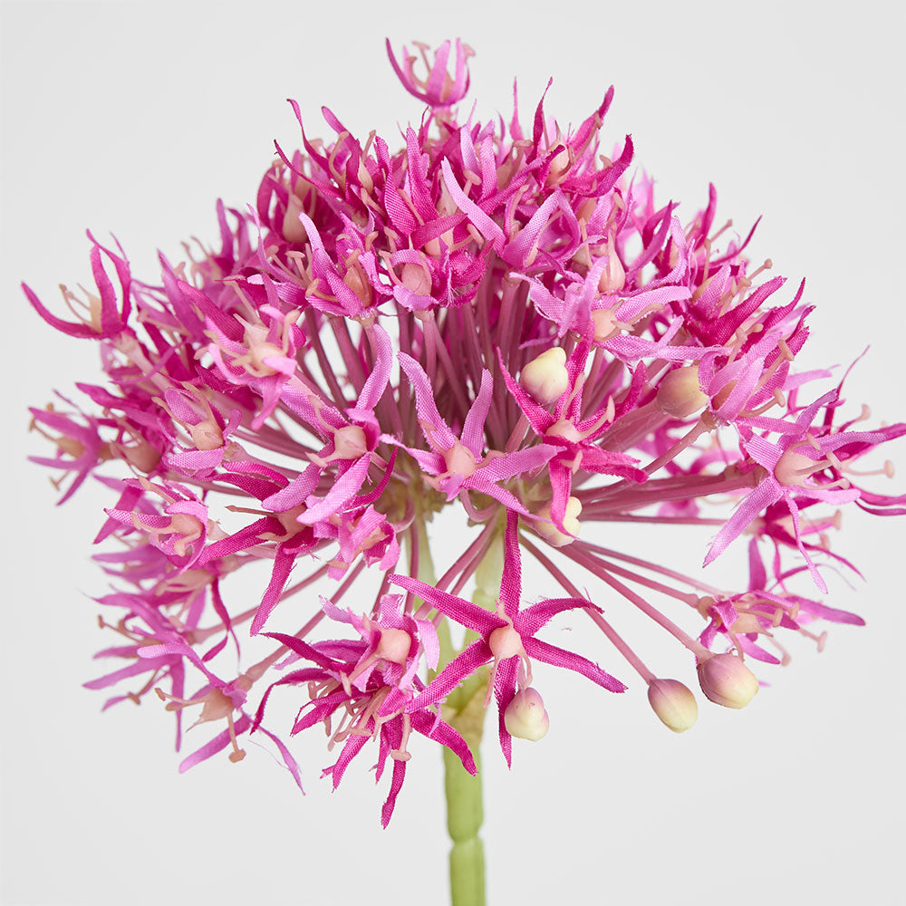 Allium Flower Stem 74cm Fuchsia