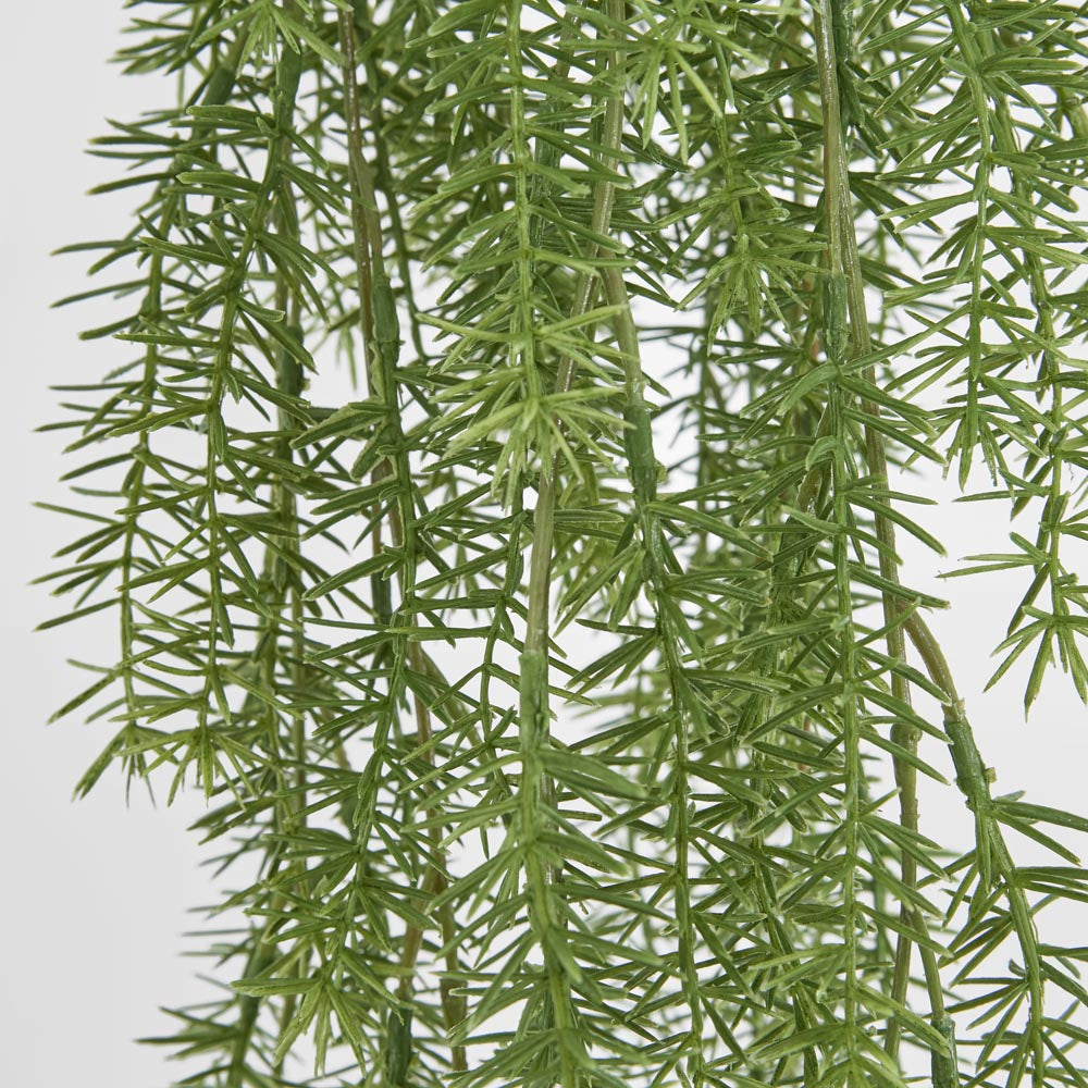 Asparagus Hanging Bush 1.05m