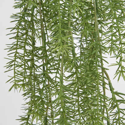Asparagus Hanging Bush 1.05m